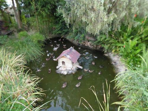 El Rincon De Los Patos 1