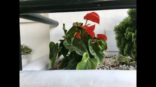 Mi Capricho 2f Beachfront- Apartment With Sea View - Costa Del Sol