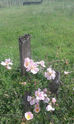 G�te De La Piaferie