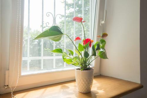 Apartment Atlas