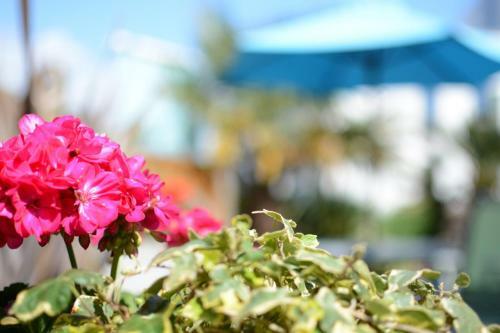 Hostal Blue Palms