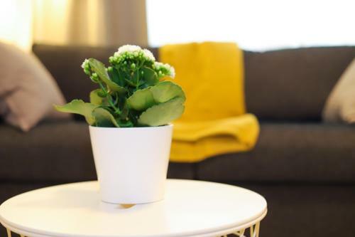 Apartamento Nice Central Studio