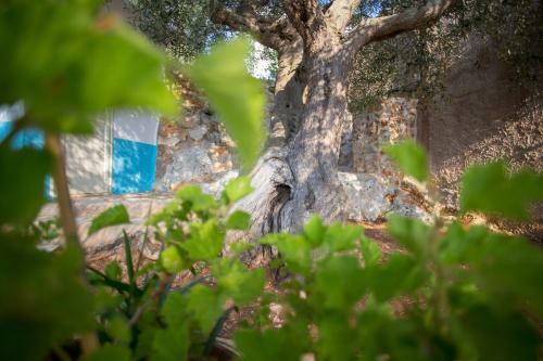 Dimora Ideale Per Coppia Vista Mare Immersa Nel Verde Salento3