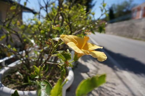 Apartamento Kefalonia Sea View Cottage