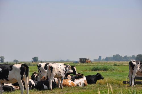 Bed & Breakfast Your Cozy Waggon At The Cows' Paradise