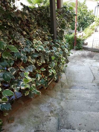 Apartmani Jancic