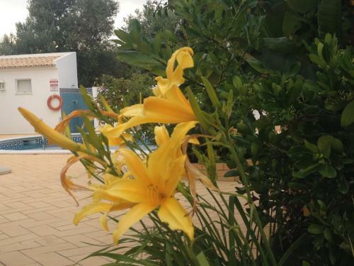 Apartamento Vilabranco