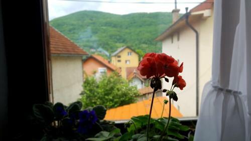 Apartman Jovanovi?