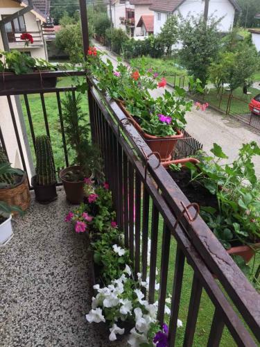Raki? Apartman