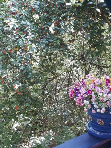 ?umska Ku?a Sandy