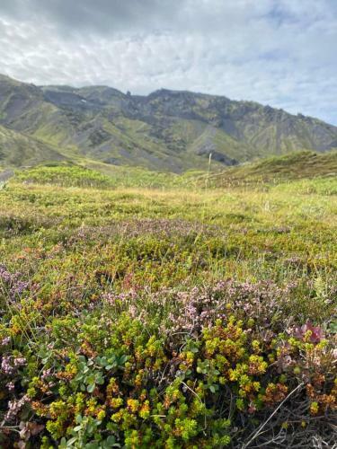 Apartamento Explore Southern Iceland From The Green Cottage