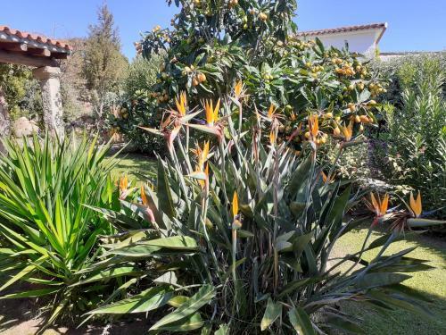 Apartamento Stazzzu Solianu