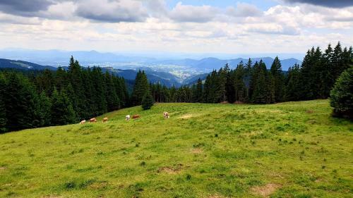 Apartma Bellevue Rogla
