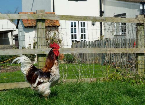 Bed & Breakfast Eastbrook Cottage