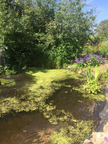 Bed & Breakfast Watergardens