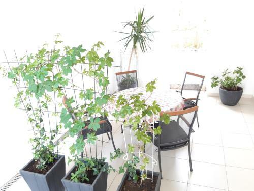 Apartments Kule