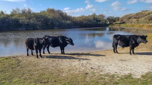 Apartamento Wijde Blick Appartement 211 - Callantsoog