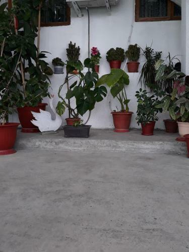 Apartamento ???????? ??? ??????