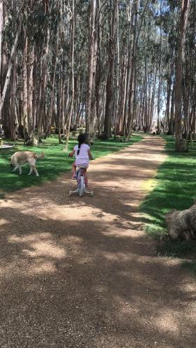 Apartamento Departamento Algarrobo Los Olivos