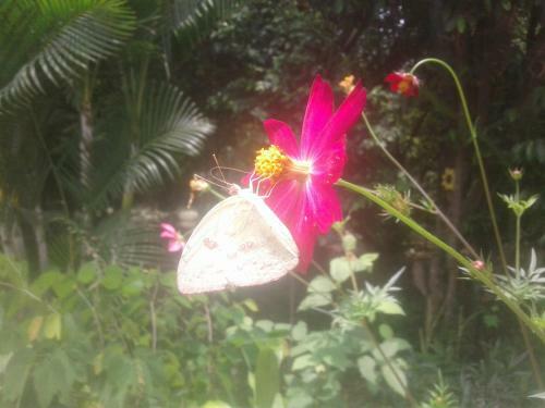 Agroturismo Laureana Hotel Campestre