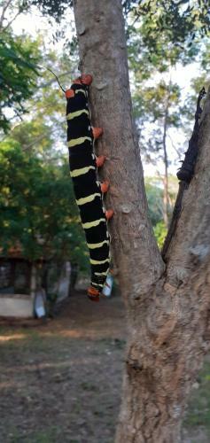 Agroturismo Laureana Hotel Campestre