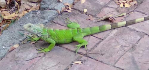Agroturismo Laureana Hotel Campestre