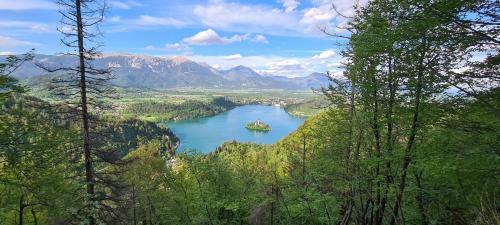Apartma Sova