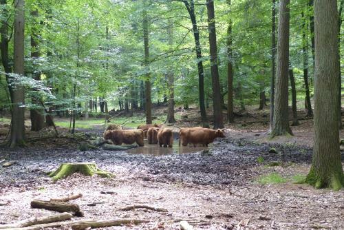 B&B Onder De Rode Beuk