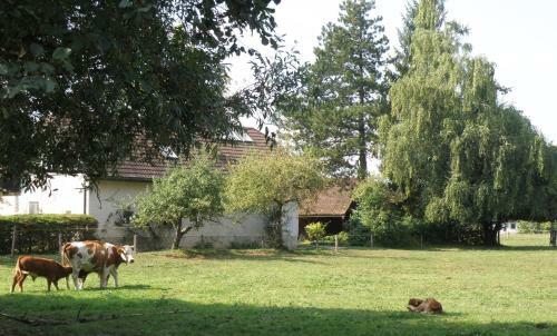 Idyllic Place Near Cerknica Lake
