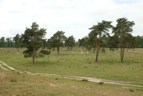Under The Oaks