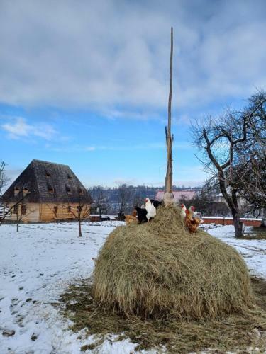 Hostal Pensiunea Agroturistica Casa Pribegilor