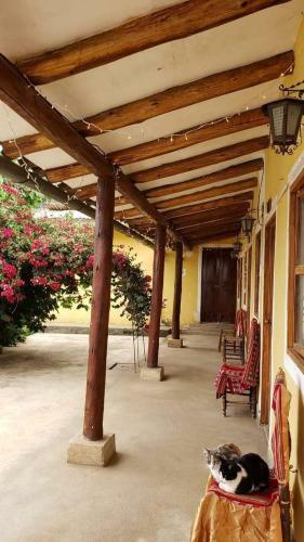 Las Bromelias