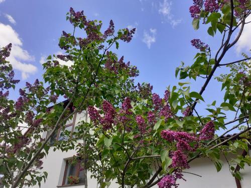 Apartamento R-house