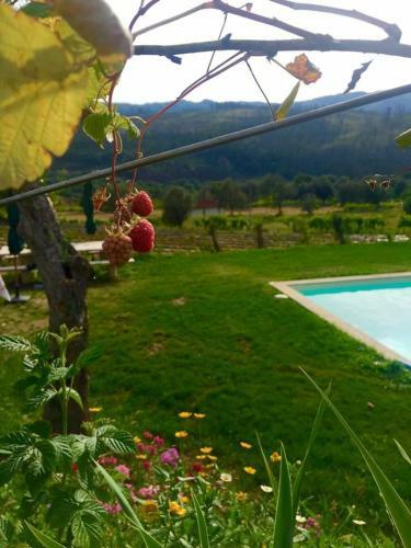 Quinta Da Aranha