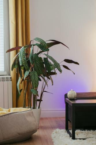 Color Apartments Corneliu Coposu 1a Street