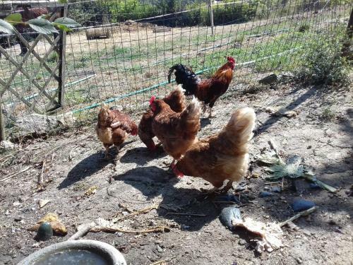 Apartamento Casa de Campo- Quintinha Dos Cavalos- Arruda Dos Vinhos