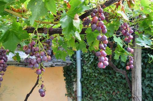 Agroturismo Country House Luin
