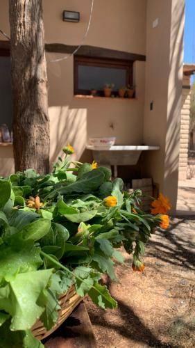 Bed & Breakfast Terraza Del Molle