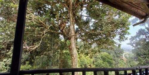 Fantas�as Del Bosque