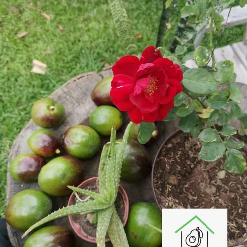 Apartamento The Avocado Inn