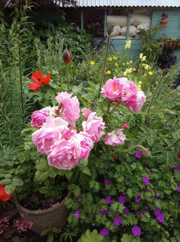 Bed & Breakfast Laurels