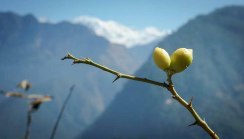 Peaches And Pears