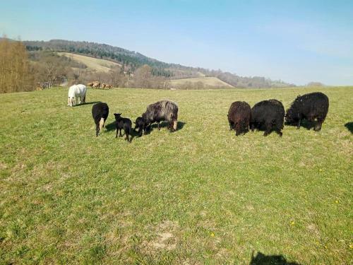 Agroturismo Wincent�wka - Realizujemy Bon Turystyczny