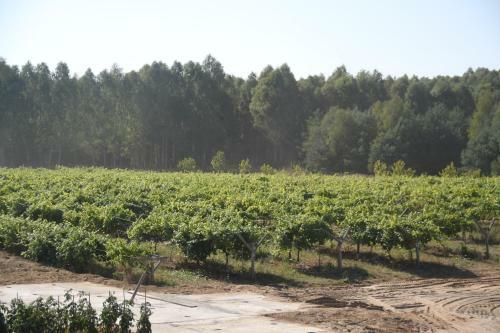 Lodge Winnica D?bog�ra