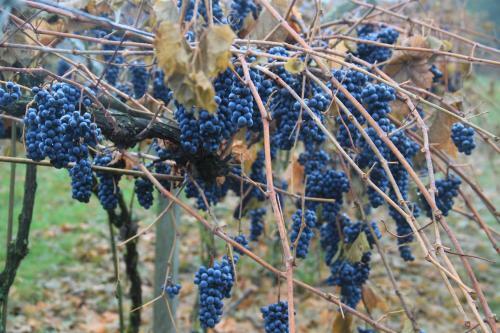 Lodge Winnica D?bog�ra