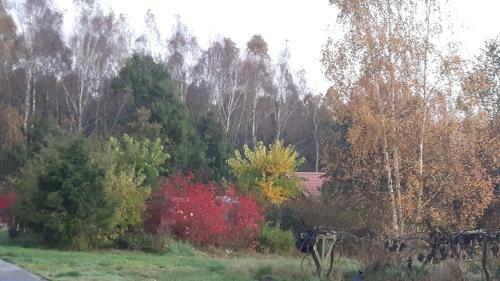 Lodge Winnica D?bog�ra