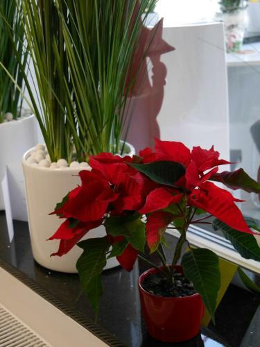 Apartament Vip I