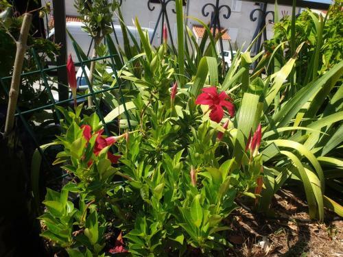 Apartman Naranca- With 2 Bedrooms