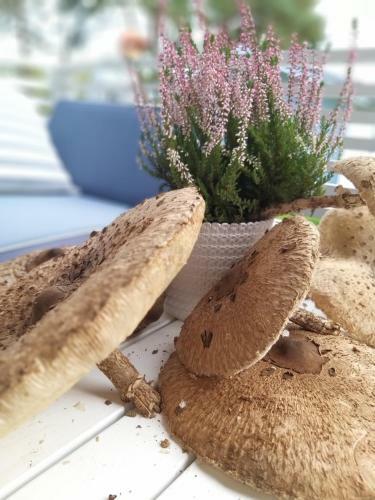 Przysta? Na Zag�rzu - Apartamenty Nad Jeziorem