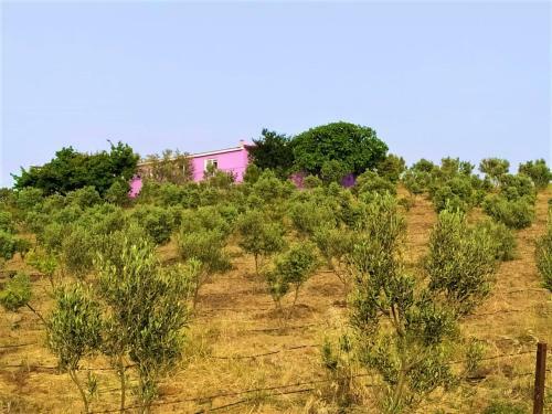 Lavender Tiny Houses